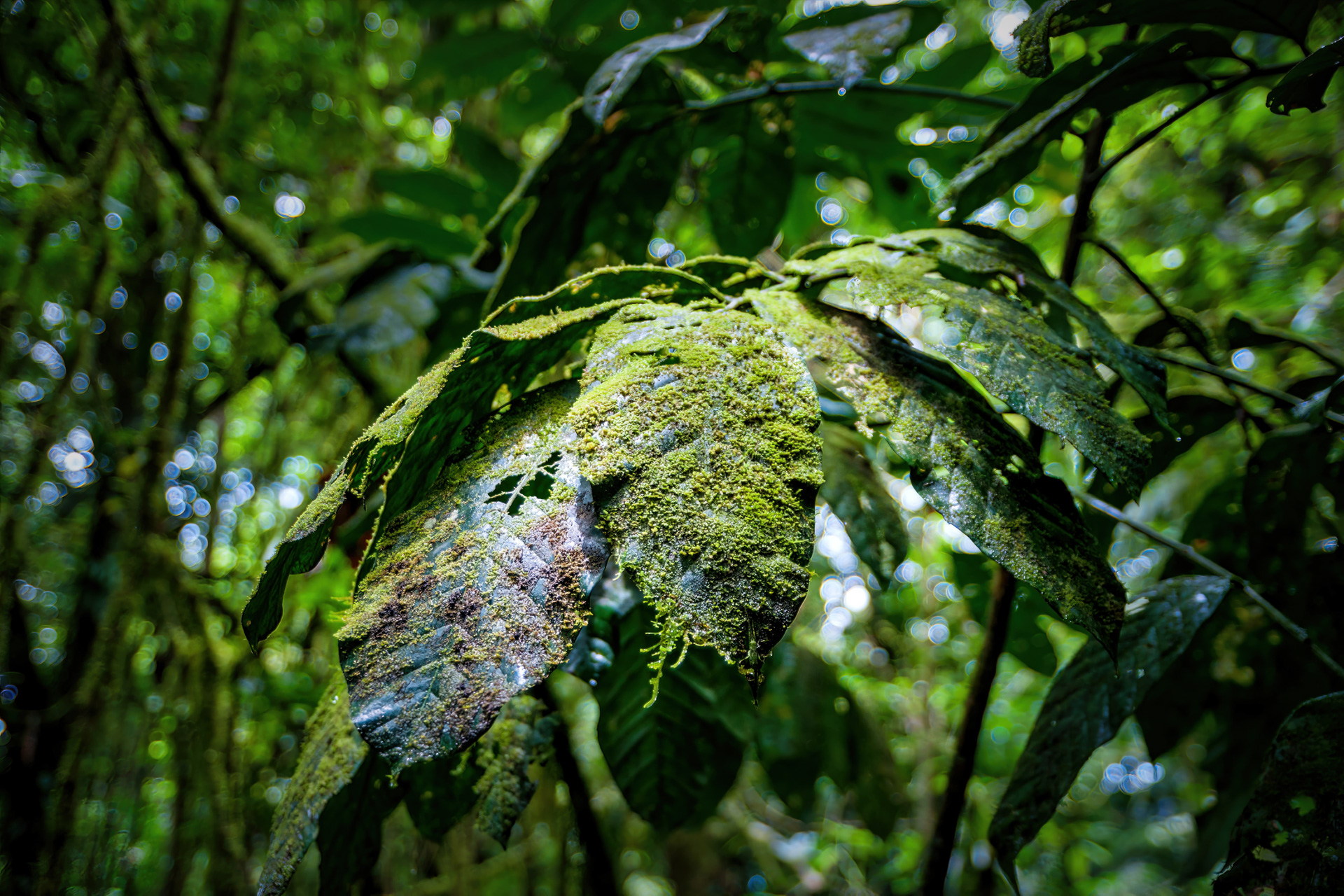 Überreiches Wachstum im Regenwald